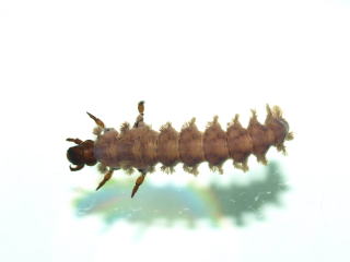 オオナガレトビケラ幼虫