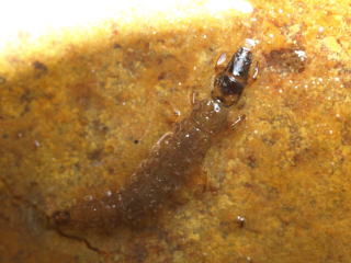 トワダナガレトビケラ幼虫