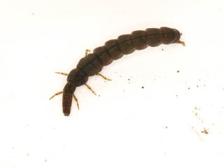ヒゲナガカワトビケラ幼虫
